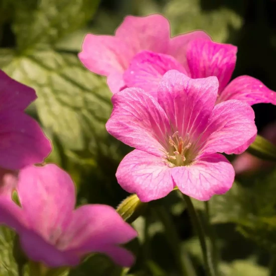 GERANIUM endresii Wargrave Pink