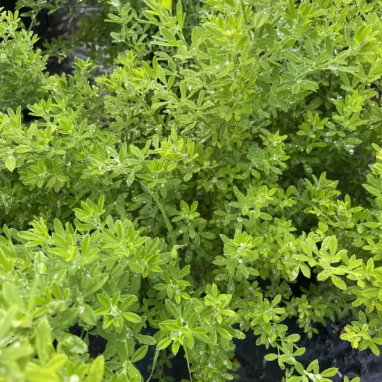 GENISTA racemosus