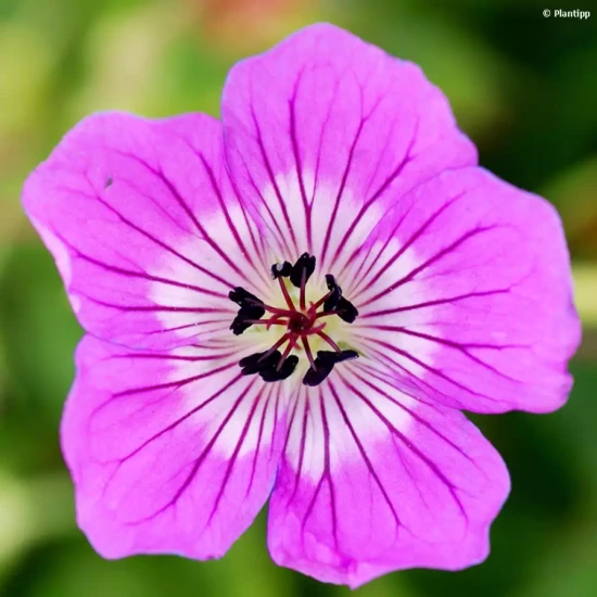 GERANIUM x wallichianum Azure Rush