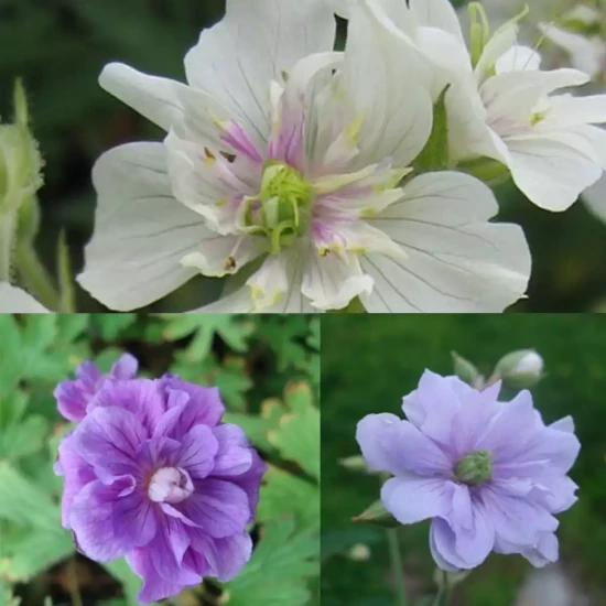 PELARGONIUM x Zonal Variés