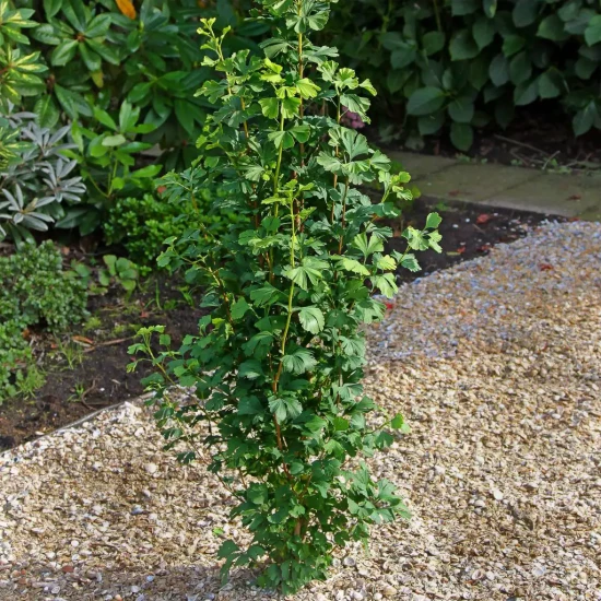 GINKGO biloba Menhir