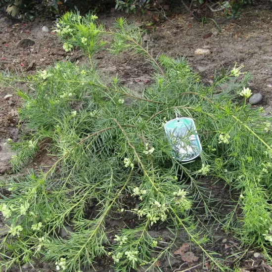 GREVILLEA gracilis Alba