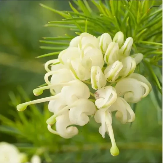 GREVILLEA juniperina Alba