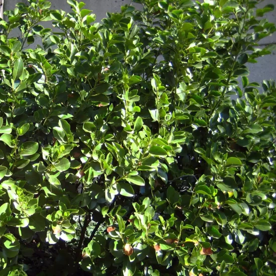 GRISELINIA littoralis Emerald Green