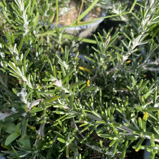 GRISELINIA littoralis Pointe du Raz