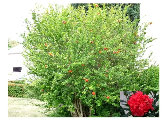 PUNICA granatum Provence