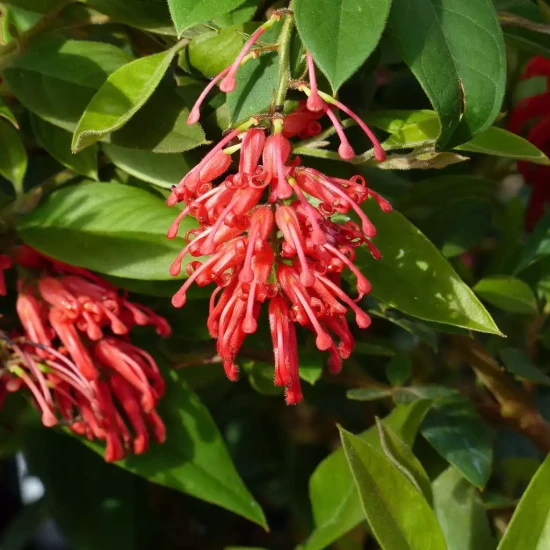 GREVILLEA rhyolitica