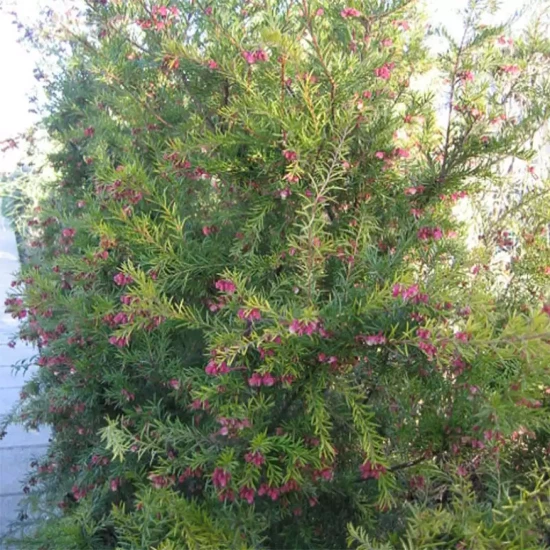 GREVILLEA rosmarnifolia Rosa Jenkinsii