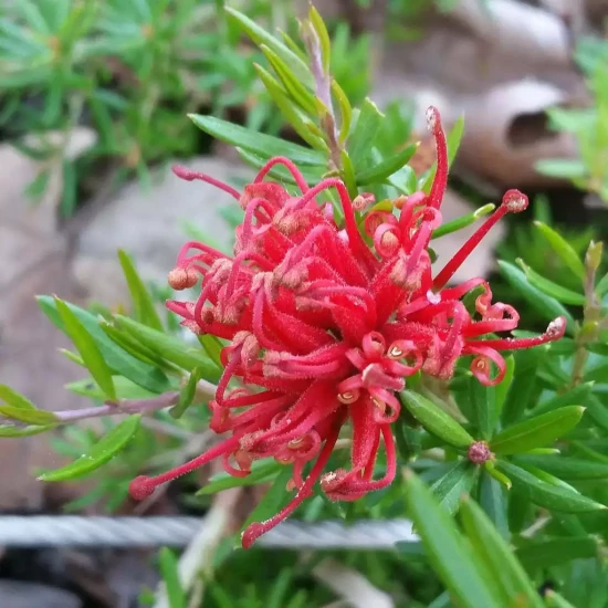 GREVILLEA x New Blood