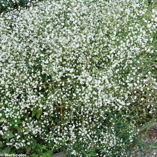GYPSOPHILA paniculata Bristol Fairy