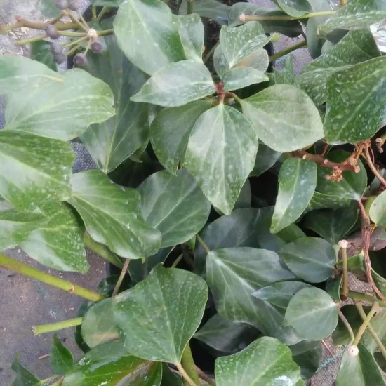 HEDERA colchica Arborescens