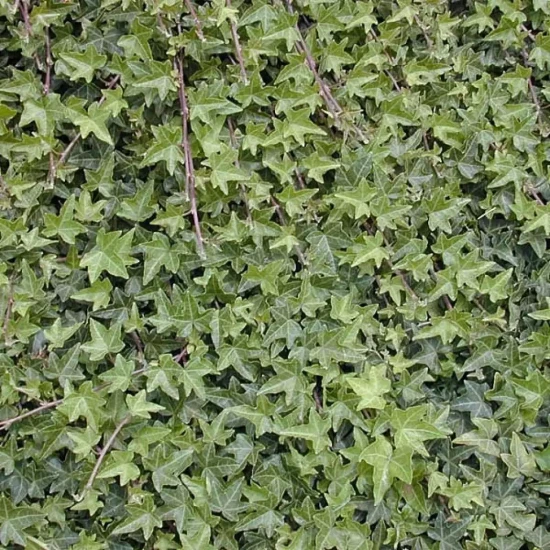 HEDERA helix