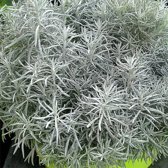 HELICHRYSUM italicum