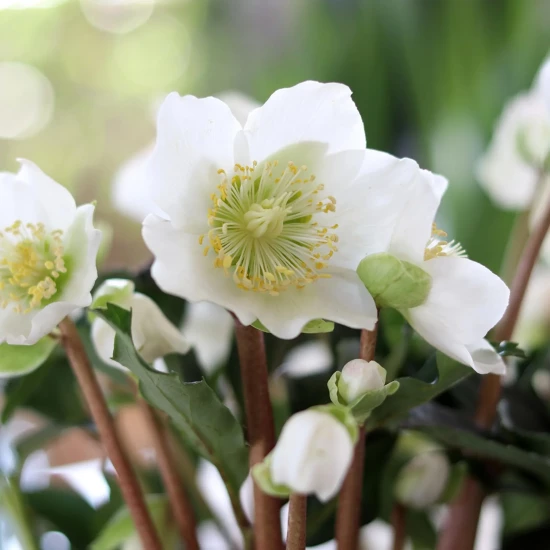HELLEBORUS niger