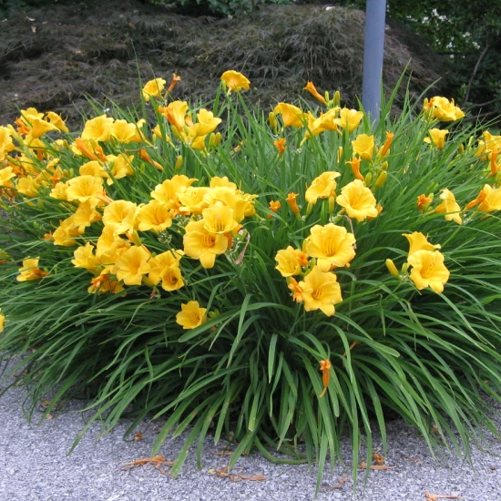 HEMEROCALLIS Stella de Oro