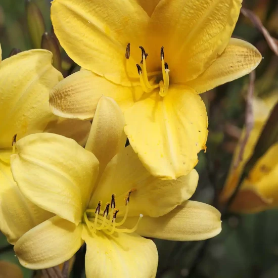 HEMEROCALLIS x Corky