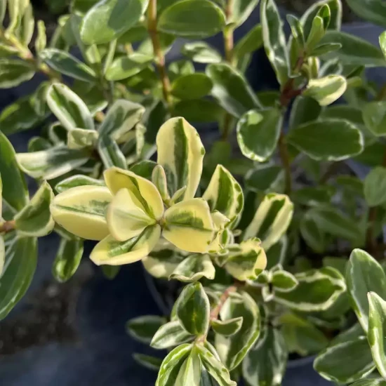 HEBE x franciscana Variegata