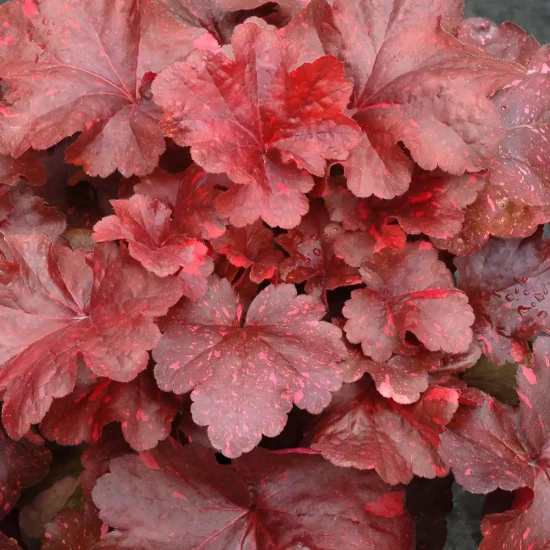 HEUCHERA x Galaxy