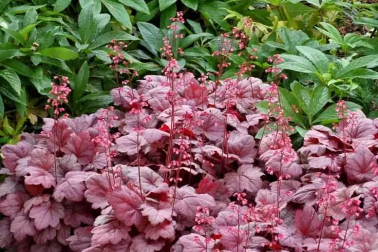 HEUCHERA x Grape Soda