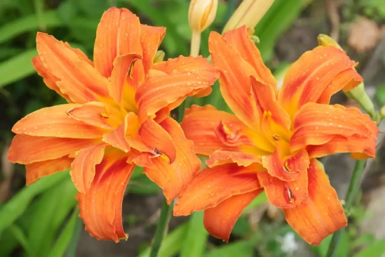 HEMEROCALLIS x Kwanzo