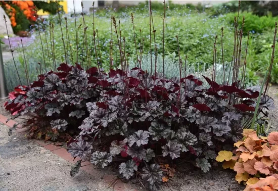 HEUCHERA x World Caffe Expresso