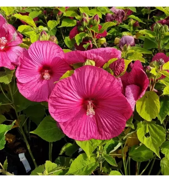 HIBISCUS moscheutos Carrousel Ghost