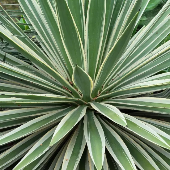 HOHERIA angustifolia Borde Hill