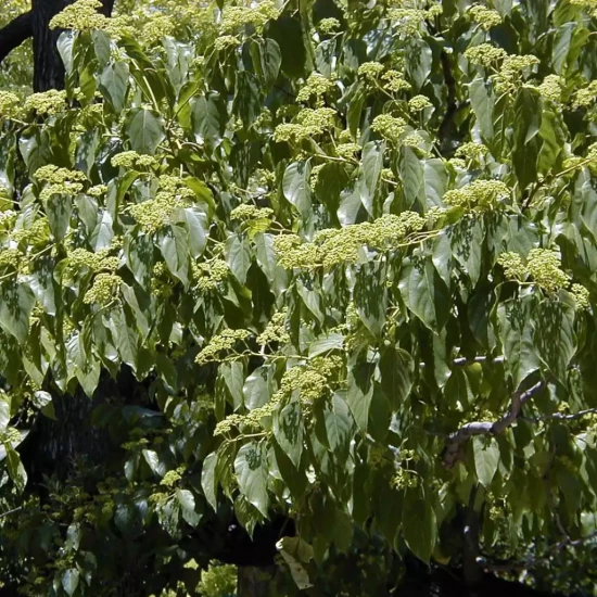 HOVENIA dulcis