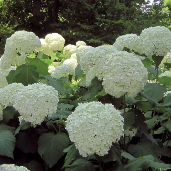 HYDRANGEA arborescens Strong Annabelle