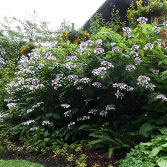 HYDRANGEA aspera Sargentiana