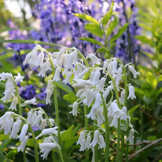HYACINTHOIDES hispanica Alba
