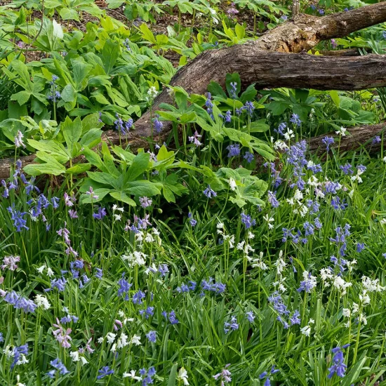 HYACINTHOIDES hispanica Bleu