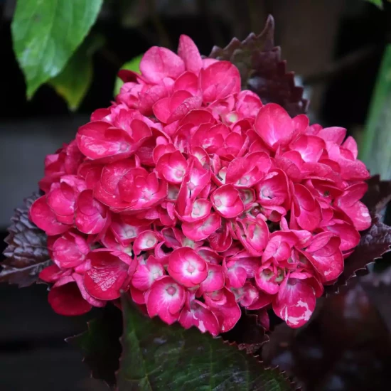 HYDRANGEA macrophylla Merveille Sanguine