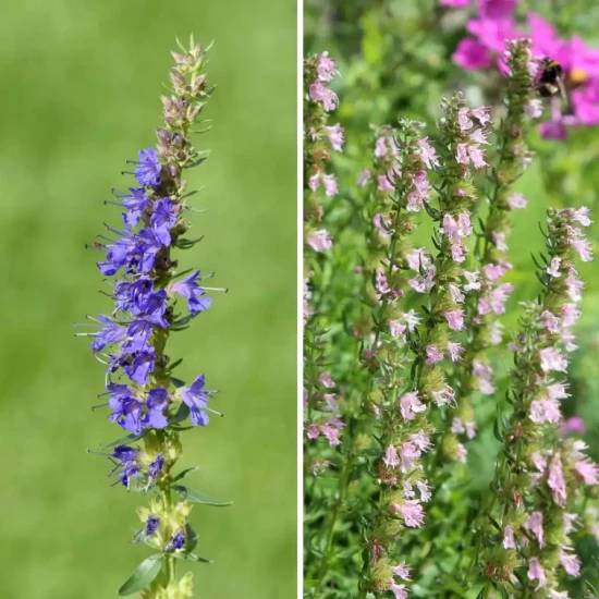 HYSSOPUS officinalis