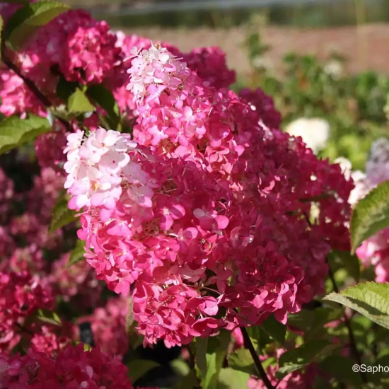 HYDRANGEA paniculata Fraise Melba