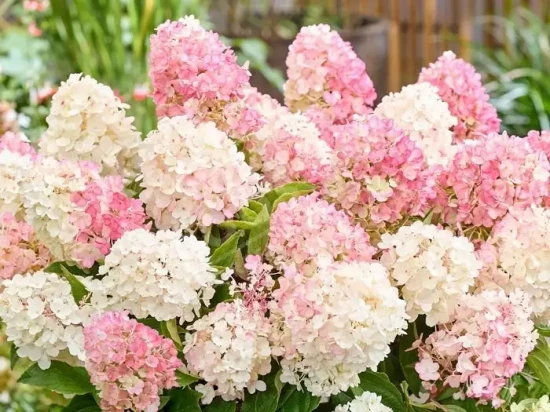 HYDRANGEA paniculata Living Litte Blossom