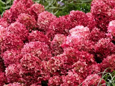 HYDRANGEA paniculata Living Litte Love