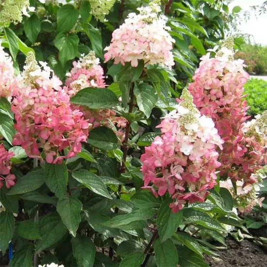 HYDRANGEA paniculata Magical Sweet Summer