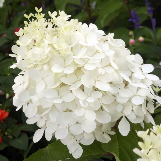 HYDRANGEA paniculata Phantom