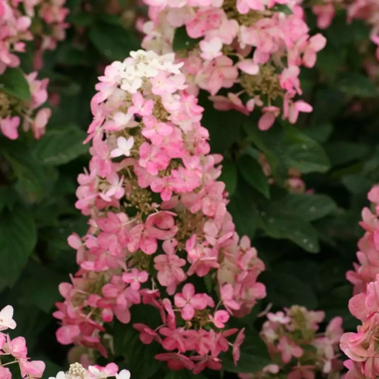 HYDRANGEA paniculata White Moth