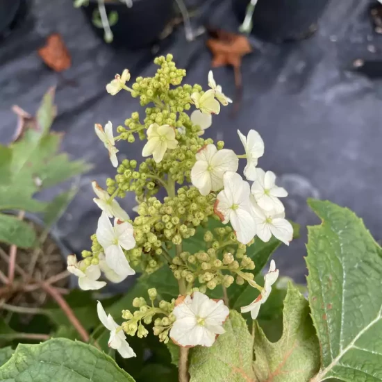 HYDRANGEA quercifolia Applause