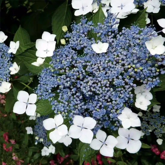 HYDRANGEA serrata Blue Bird
