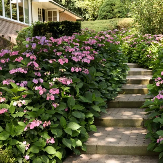 HYDRANGEA serrata Summer Glow