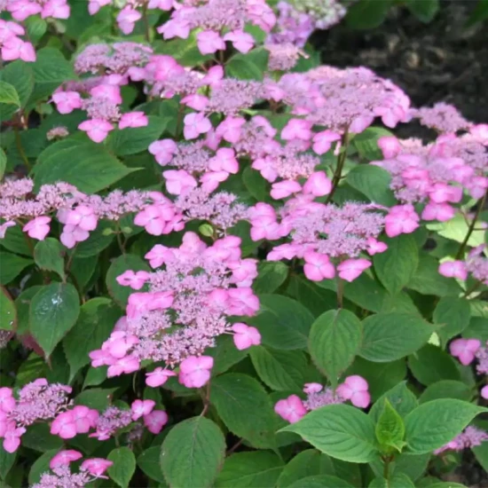 HYDRANGEA serrata Yezoensis