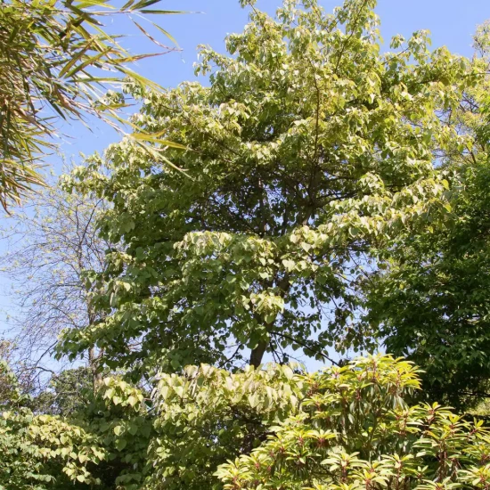 IDESIA polycarpa