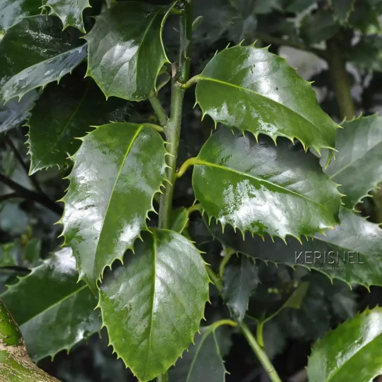 ILEX x altaclarensis Golden King