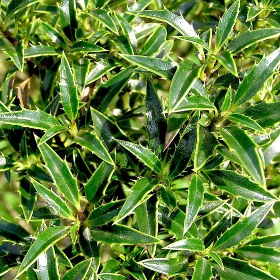 ILEX aquifolium Myrtifolia
