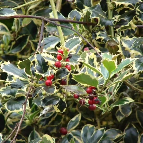 ILEX aquifolium Madame Briot