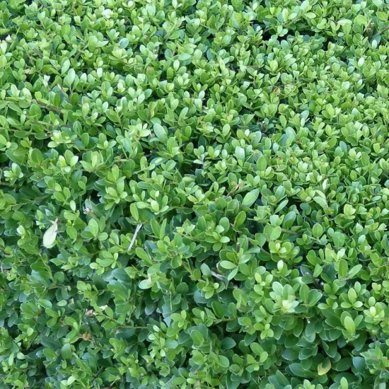ILEX crenata Dark Green
