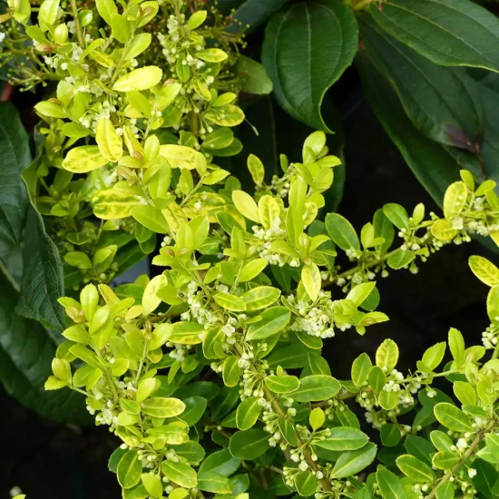 ILEX crenata Glory Gem